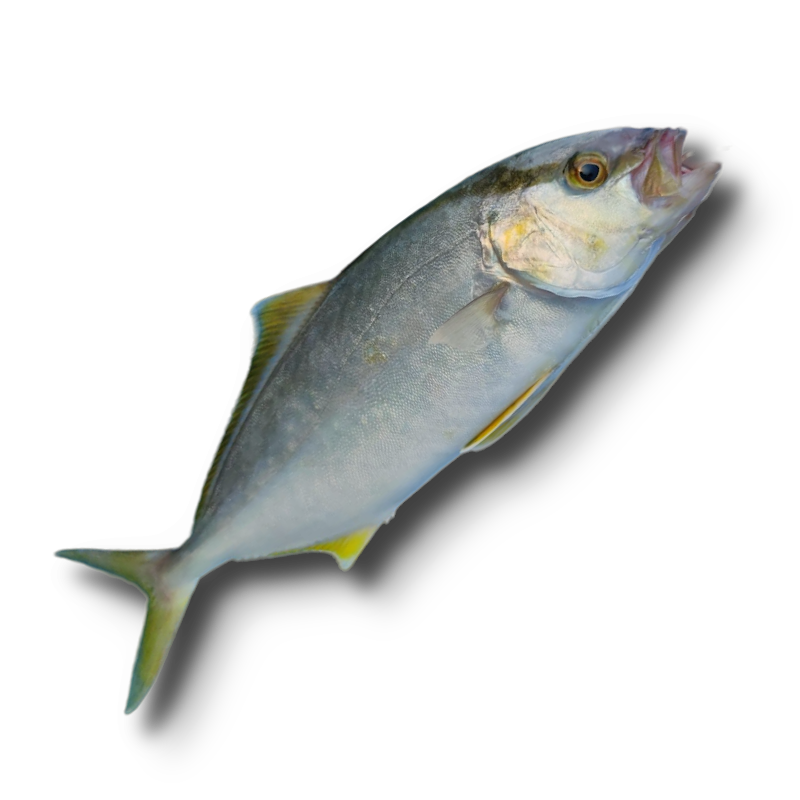 La lecha o Seriola dumerili se ha vuelto uno de los pescados azules más demandados por pescadores deportivos y profesionales. Este pescado resalta entre los demás, principalmente por su cuerpo aplanado lateralmente y alargado, ojos pequeños y una ligera ...